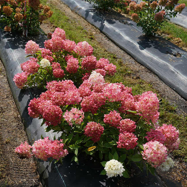 Гортензия метельчатая Файер Лайт Гортензия метельчатая Файер Лайт "Fire Light" 1,5-2л — изображение 1