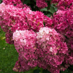 Гортензия метельчатая Фрайз Мельба "Fraise Melba" 1,5-2л