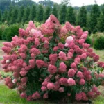 Гортензия метельчатая Мэджикал Файер "Magical Fire" 1,5-2л