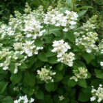 Гортензия метельчатая Мэджикал Гималая 1,5-2л