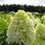 Гортензия метельчатая Мэджикал Лайм Спаркл 1,5-2л