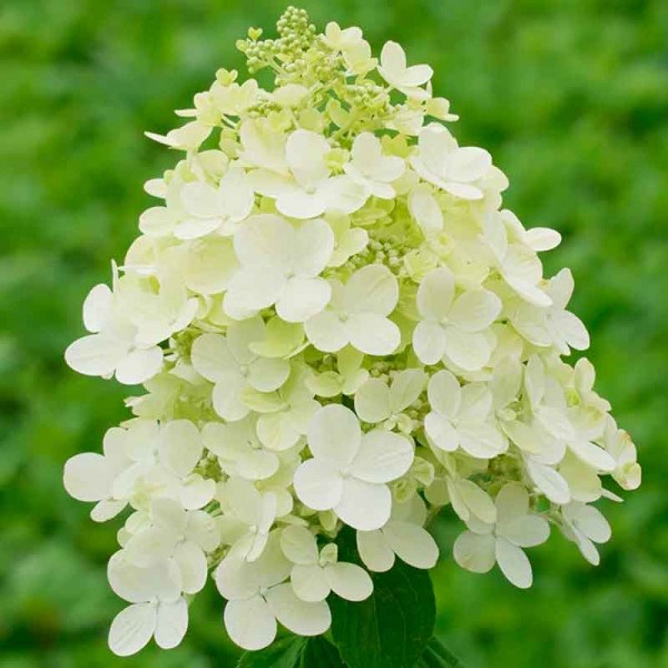 Гортензия метельчатая Пандриа Гортензия метельчатая Пандриа "Pandria" 1,5-2л — изображение 1