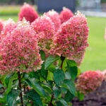 Гортензия метельчатая Пинки Промиз 1,5-2л