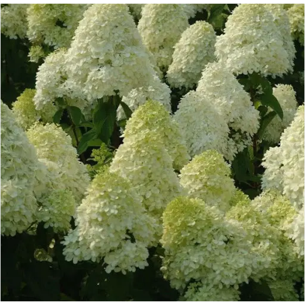 Гортензия метельчатая Селекшн Гортензия метельчатая Селекшн "Selection" 1,5-2л — изображение 1