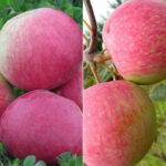 Дерево-сад Яблоня Мельба и Конфетное 7л