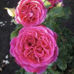 Роза английская Кейт "Kate" ОКС