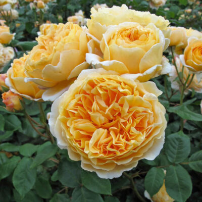 Роза английская Кроун Принцесс Маргарет