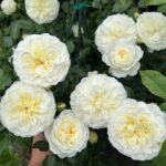 Роза английская Транквилити "Tranquillity" ОКС