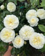 Роза английская Транквилити "Tranquillity" ОКС