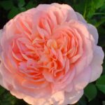 Роза чайно-гибридная Абрахам Дерби "Abraham Derby" ОКС