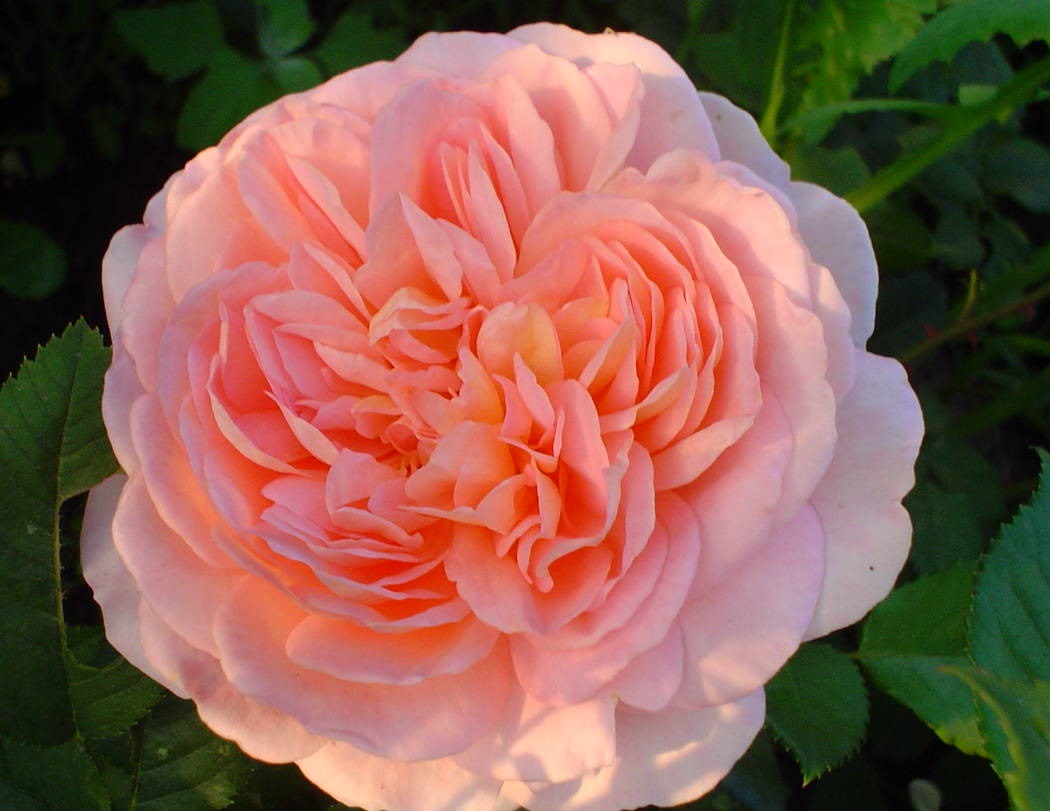 Роза чайно-гибридная Абрахам Дерби Роза чайно-гибридная Абрахам Дерби "Abraham Derby" ОКС — изображение 1