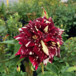 Роза чайно-гибридная Абракадабра "Abracadabra" ОКС  ПРЕМИУМ