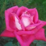 Роза чайно-гибридная Акапелла ОКС