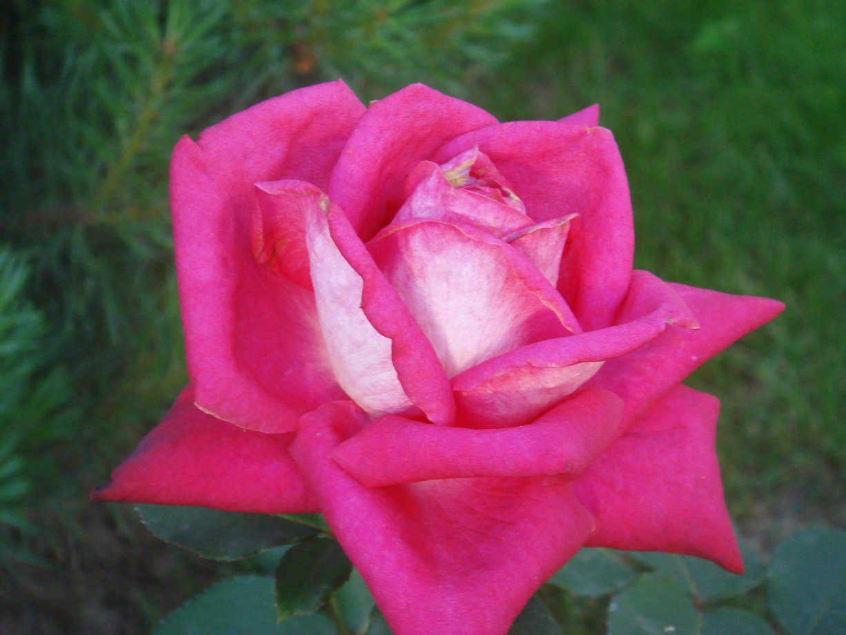 Роза чайно-гибридная Акапелла Роза чайно-гибридная Акапелла ОКС — изображение 1