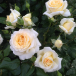 Роза чайно-гибридная Анастасия ОКС