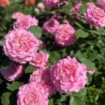 Роза чайно-гибридная Эшли "Ashley" ОКС