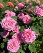 Роза чайно-гибридная Эшли "Ashley" ОКС