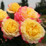 Роза чайно-гибридная Кордес Джубили (Юбилей) "Kordes’ Jubilee" ОКС