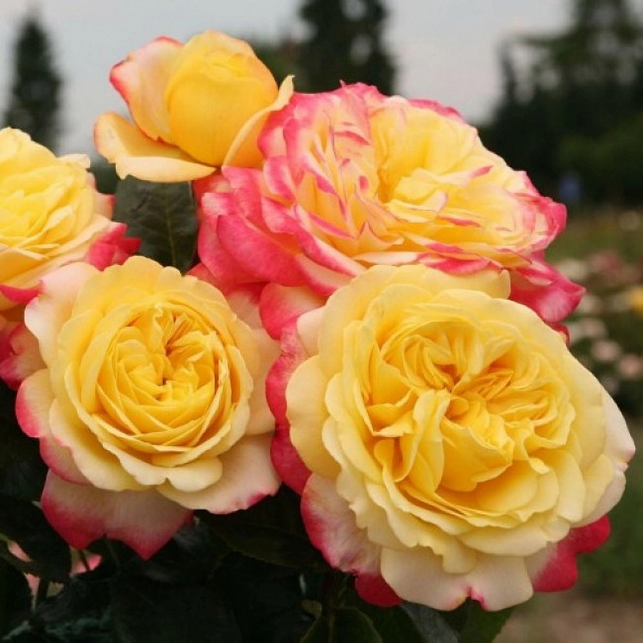 Роза чайно-гибридная Кордес Джубили Роза чайно-гибридная Кордес Джубили (Юбилей) "Kordes’ Jubilee" ОКС — изображение 1