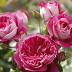 Роза чайно-гибридная Максим ОКС