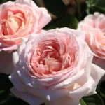 Роза чайно-гибридная Мириам "Myriam" ОКС