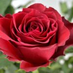 Роза чайно-гибридная Родос "Rhodos" ОКС