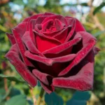 Роза чайно-гибридная Роял Баккара "Royal Baccara" ОКС