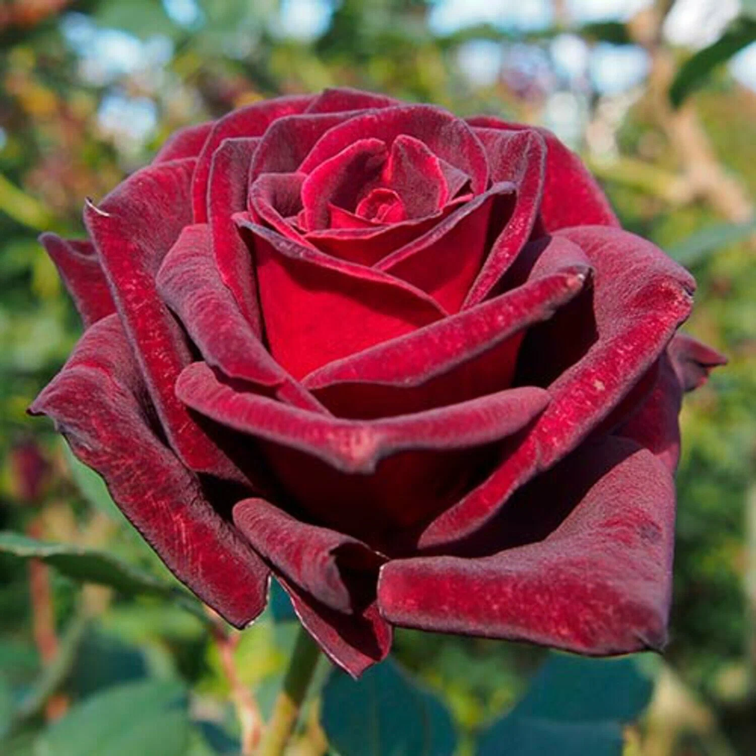 Роза чайно-гибридная Роял Баккара Роза чайно-гибридная Роял Баккара "Royal Baccara" ОКС — изображение 1