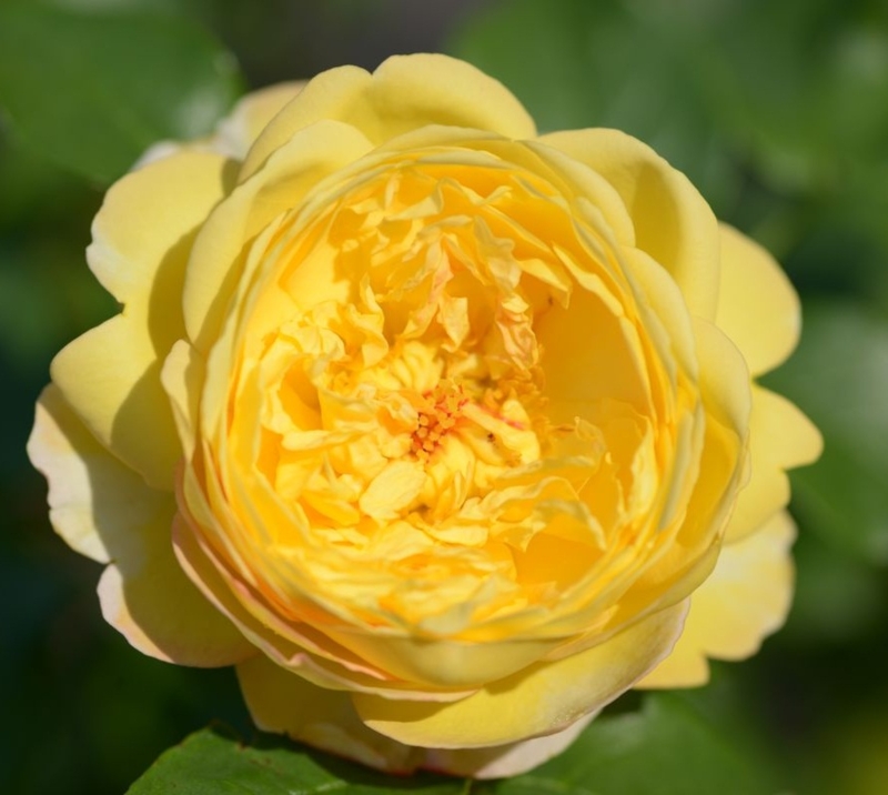 Роза чайно-гибридная Шато де Шеверни Роза чайно-гибридная Шато де Шеверни "Chateau De Cheverny" ОКС — изображение 1