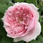 Роза чайно-гибридная Шоне Майд "Schone Maid" ОКС