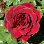 Роза чайно-гибридная Шварце Мадонна "Schwarze Madonna" ОКС  ПРЕМИУМ