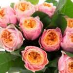 Роза чайно-гибридная Свит Вувузела "Sweet Vuvuzela" ОКС