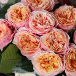 Роза чайно-гибридная Свит Вувузела "Sweet Vuvuzela" ОКС