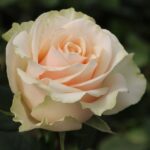 Роза чайно-гибридная Талея "Talea" ОКС