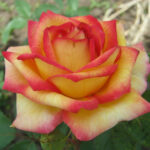 Роза чайно-гибридная Тутти Фрутти "Tutti Frutti" ОКС