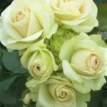 Роза спрей Грин Глоу "Green Glow" ОКС