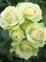 Роза спрей Грин Глоу "Green Glow" ОКС