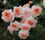 Роза флорибунда Амаретто ОКС