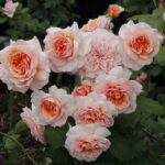 Роза флорибунда Амаретто ОКС