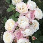 Роза флорибунда Андре Брише "Andre Brichet" ОКС  ПРЕМИУМ