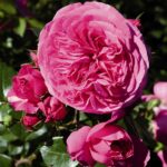 Роза флорибунда Баронесса ОКС