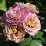 Роза флорибунда Брауни "Brownie" ОКС  ПРЕМИУМ