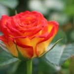 Роза флорибунда Циркус "Circus" ОКС