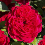 Роза флорибунда Джеймс Парк "James Park" ОКС