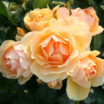 Роза флорибунда Хансештадт Росток "Hansestadt Rostock" ОКС  ПРЕМИУМ