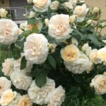 Роза флорибунда Лионс Роуз "Lions-Rose" ОКС