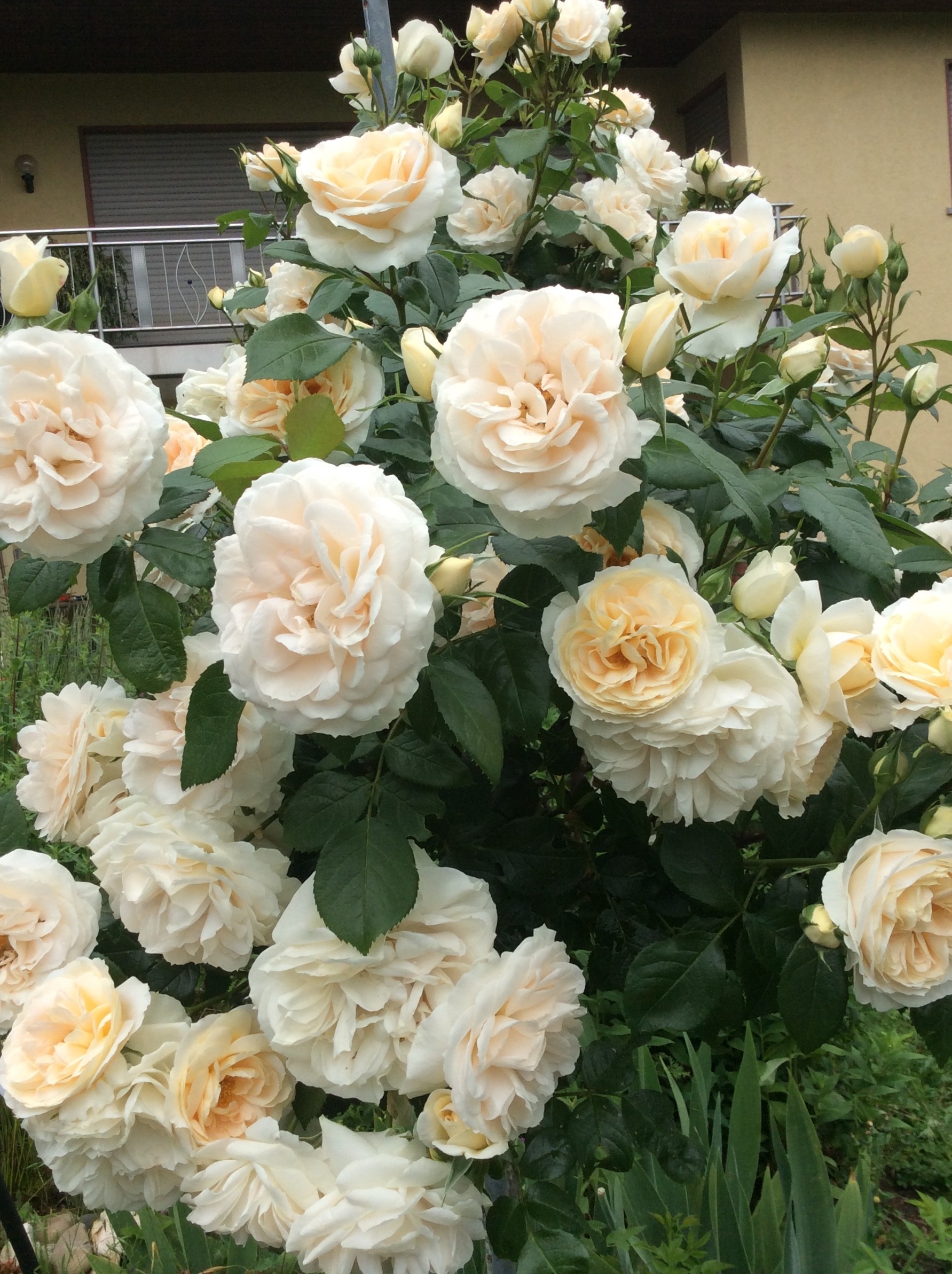 Роза флорибунда Лионс Роуз Роза флорибунда Лионс Роуз "Lions-Rose" ОКС — изображение 1