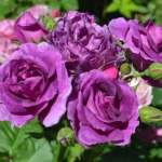 Роза флорибунда Минерва "Minerva" ОКС