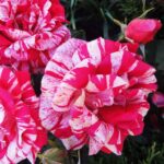 Роза флорибунда Папагено "Papageno" ОКС