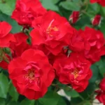 Роза флорибунда Паприка "Paprika" ОКС